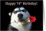 Happy Birthday Husky Dog With Rose 74th Bday card
