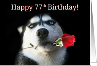 Happy Birthday Husky Dog With Rose 77th Bday card
