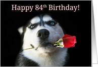 Happy Birthday Husky Dog With Rose 84th Bday card