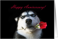 Happy Anniversary Red Rose and Husky card