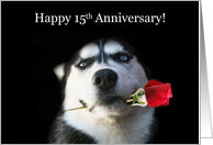 Happy 15th Anniversary Red Rose and Husky card