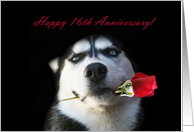 Happy 16th Anniversary Red Rose and Husky card