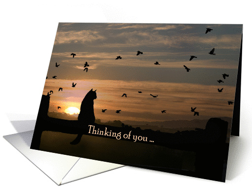 cat in the sunset thinking of you card (1274418)