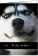 Thinking of you Makes me Smile with Cute Husky Dog Custom Text card