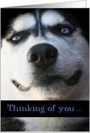 Smiling Husky Thinking of You card