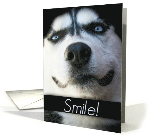 Smiling Husky Birthday card (1274922)