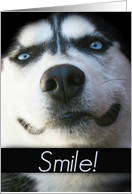 Smiling Husky Birthday card