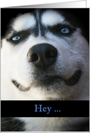 Smiling Husky Hello Card