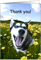 Thank you Veterinarian Happy Husky Dog in Wild Flowers card