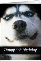 Husky Happy 56th, Turning 56, Super Cute Dog Birthday Card