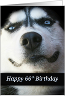 Super Cute Turning 66, Happy 66th Birthday Smiling Husky, Fun Bday card