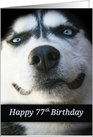 Sweet Happy 77th Birthday Smiling Husky Dog, Fun 77 Years Old card