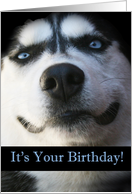 Happy Birthday Smiling Husky Dog card