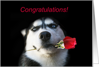 Congratulations on Becoming a Veterinarian card