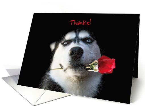 Customizable Husky Dog and Rose Thank You card (1308286)