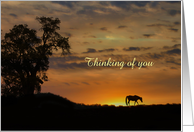 Horse in Sunset...