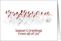 Seasons’ Greetings from a Group Pelicans with Santa Hats Customize card