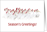 Seasons’ Greetings Pelicans with Santa Hats Customize card