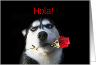 Spanish Hi Husky Dog and Rose Customize card
