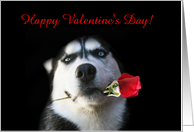 Happy Valentine’s Day Customize Husky and Rose card