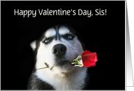 Valentine’s Day for Sis, or Sister Cute Husky with Rose card