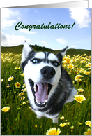 Congratulations on your adoption cute husky card