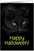 Black Cat Halloween...