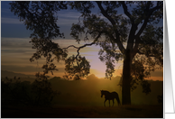 Encouragement Horse in Sunlight card