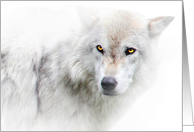 Season’s Greetings Beautiful White Wolf card