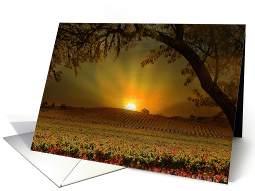 Thanksgiving Sunrise Vineyard card (1408796)