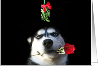 Merry Christmas Husky Mistiltoe Love card