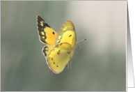 Spiritual Transition Butterfly Sympathy Condolence Card