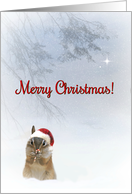 Darling Little Critter Merry Christmas Blessings card