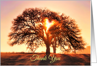 Thank You for Your Sympathy Caring Beautiful Tree and Heart card