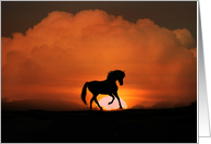 Horse Blank Note card
