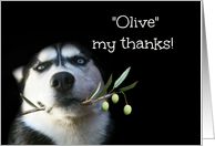 Cute and Fun Husky with Olives Thank You card