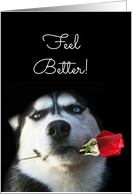 Feel Better, Get Well Cute Husky Dog and Red Rose card