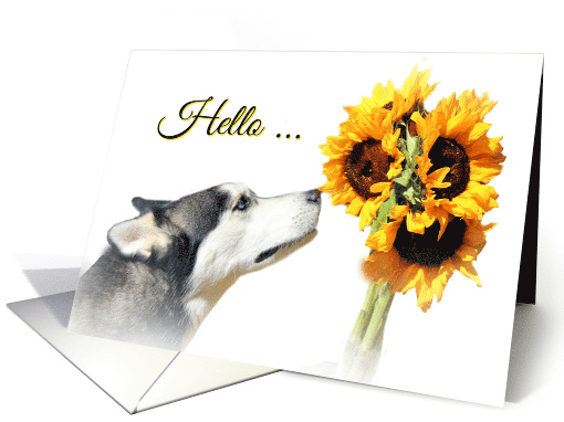 Hello My Friend Sunflowers and Husky Dog card (1482134)