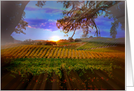 Beautiful Wine Vineyard Happy Thanksgiving Bountiful Fall Colors card
