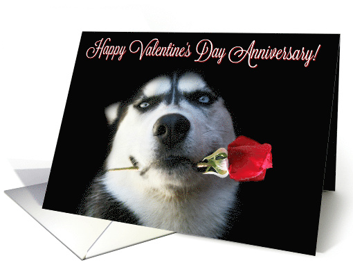 Wedding Anniversary on Valentine's Day Cute Husky Dog and Rose card