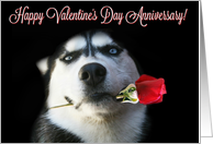 Wedding Anniversary on Valentine’s Day Cute Husky Dog and Rose card