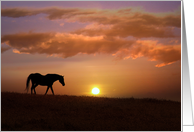 Horse Blank Inside, Horse Notecards, Fine Art Photography, Horse Fine card