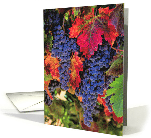 Blank Wine Grape Fall Vineyard, Autumn Colors Pretty... (1530650)