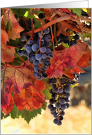 Thank you Wine Grapes on a Autumn Colored Vines, Wine Vineyard card