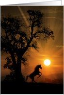 Blank Horse Rearing in the Sunrise, Pretty Horse Note card