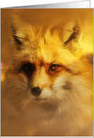 Beautiful Fox, Happy Birthday Foxy card