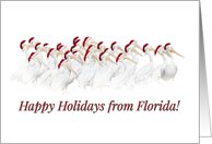 Cute White Pelican Happy Holidays From Florida, Florida Christmas card