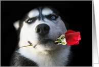 Beautiful Siberian Husky Dog and Rose, Cute Happy Valentine’s Day card