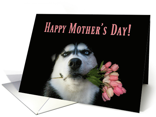 Cute Siberian Husky with Pink Tulips Happy Mother's Day card (1554850)