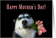 Cute Siberian Husky with Pink Tulips Happy Mother’s Day card